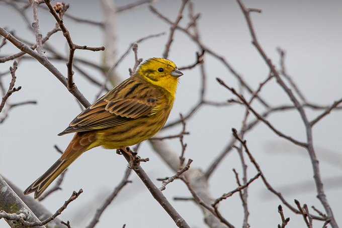 A Yellow Hammer Bird, Wales